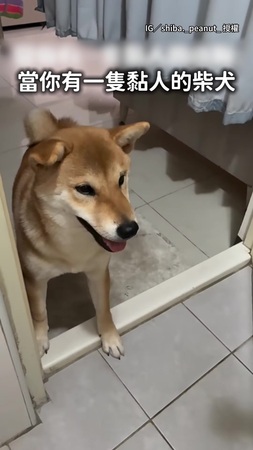 【黏人柴犬沒在客氣】主人上廁所也要跟 關門照樣自己開