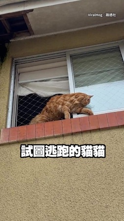 【放風計畫泡湯】貓咪想從窗戶逃跑　被防護網擠到肉肉都變網狀XD