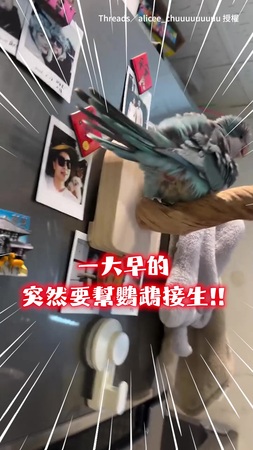 【廚房變產房】和尚鸚鵡一大早突然生蛋！她緊急拿紙巾「就地當產婆」