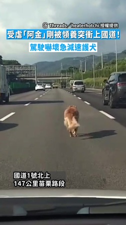 【車陣中狂奔】受虐「阿金」剛被領養突衝上國道！　駕駛嚇壞急減速護犬