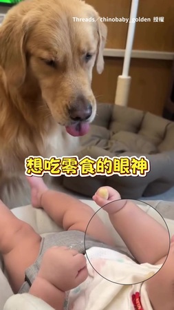 【是妹妹叫我吃的】黃金一口吃下毫不客氣
