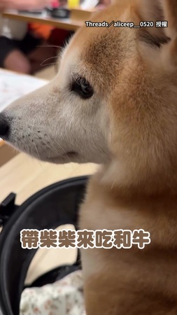 【看我眼睛再說一次】柴柴等吃和牛！發現沒自己的份竟瞪著店員XD