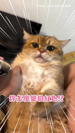 【本貓也是一臉懵】肉球黑色變粉色！美貓超無辜奶音嗚嗚叫：我哪知道
