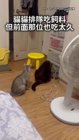 【前面的吃快一點啦】貓貓排隊等飼料 等太久忍不住伸手催
