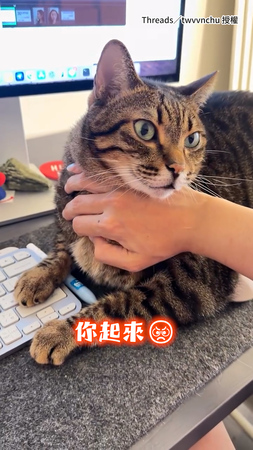 【別想工作了】霸總虎斑貓桌上狂撒嬌！雙手一放直接撩爆奴才
