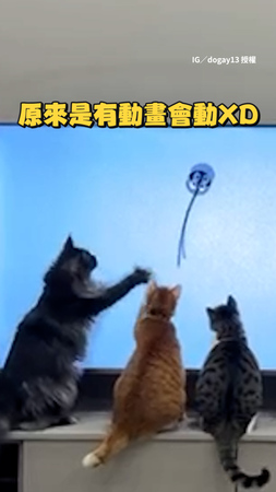 【電視兒童們】貓貓排排坐電視前 專注盯動畫抓移動物