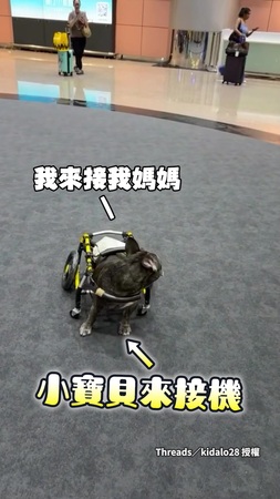【滿滿都是愛】戴輔助輪也要奔向妳！法鬥接機全力衝刺煞不住