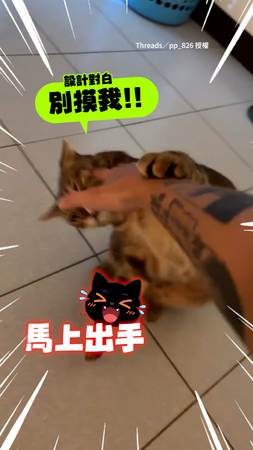 【兩貓反差好大XD】黑貓乖乖給摸！換摸另隻喵...牠馬上出手：別碰偶