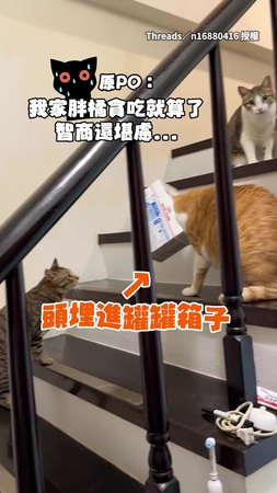 【尊嚴碎一地】貪吃橘貓頭伸進紙箱卡住！同伴圍觀滿臉問號