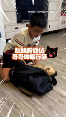 【到底有什麼魔力XD】臘腸狗霸占旅行袋不走！被抱離還緊跟哥哥盯著看