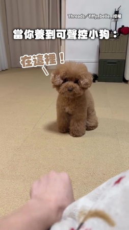 【可聲控小狗】紅貴賓聽指令倒退嚕 還能精準調聲量超聰明！