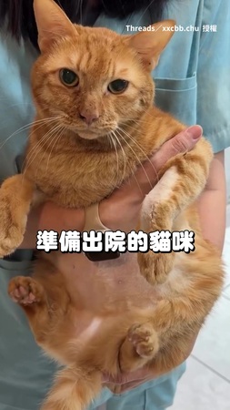 【雙腳抖個不停】橘貓一張淡定臉反差超大