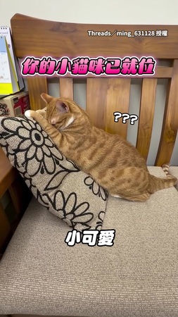 【梳梳預備姿勢】橘貓主動趴枕頭！等奴才梳毛可愛到爆炸♥
