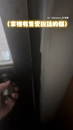 【愛說話的貓】貓貓吃罐罐前超愛碎念　全程叫不停有夠萌❤️