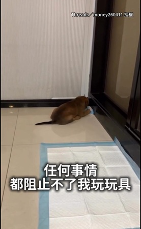 【什麼都影響不了牠】小奶汪眼裡只有玩具 旁邊打起來仍心無旁鶩XD
