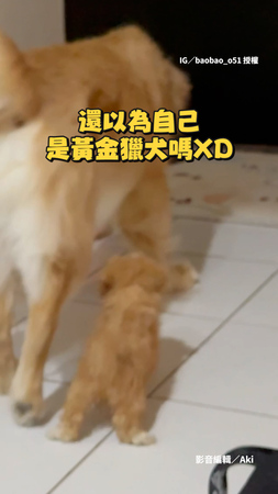 【阿金帶大的】小奶汪和哥哥玩 小小一隻還以為自己是黃金獵犬XD