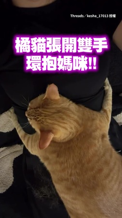 【我家貓說這是AI】橘貓張開雙手環抱媽咪超幸福♥️