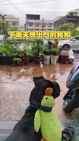 【雨還要下多久？】歐告帶心愛小鴨哀怨等散步