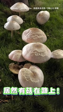 【高雄長出巨無霸香菇】停個紅燈意外發現　超大一顆可愛但別亂碰！