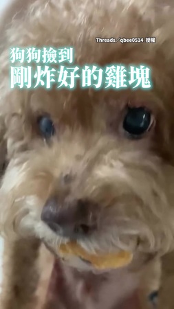 【我打獵打來的】狗狗撿到雞塊咬住不放　飼主急拿潔牙骨交換都失敗