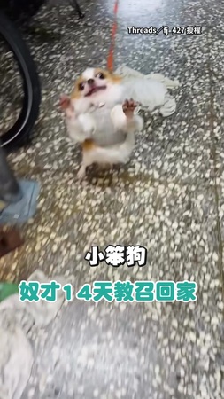 【吉度興奮】奴才14天教召回家！吉娃娃尾巴狂搖迎接：偶好想你喔