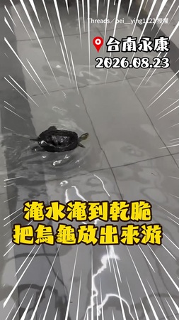 【好游一直游】台南豪雨民宅慘淹！唯一快樂的只有實現水缸自由的龜