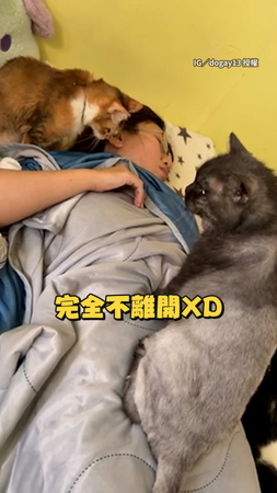 【他還會醒嗎】2貓坐身邊狂盯睡著的飼主 滿臉擔憂XD