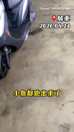 【拜託雨快停吧】淹到魚揪團游進家裡空地參觀　連在地海景餐廳都不是夢？