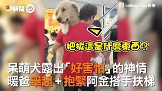 呆萌犬露出「好害怕」的神情　暖爸舉起 + 抱緊阿金搭手扶梯