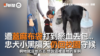 遭蓋麻布袋打到瘀血丟包...　忠犬小黑隔天仍回校園守候