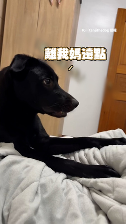 【你走開啦】媽寶狗想獨處爸一直來 氣到狂碎念一掌打過去