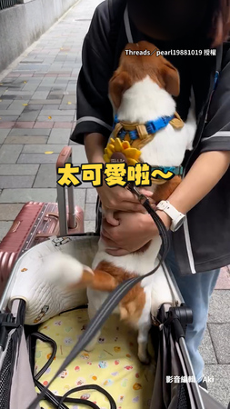 【好想你！】傑克羅素犬見金主媽媽超興奮　尾巴像裝馬達搖超快