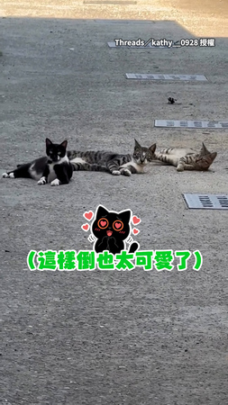 【同款姿勢複製貼上】路邊3隻貓咪同步盯鏡頭♥倒下躺地超萌