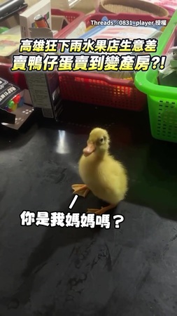 【店裡鴨仔蛋孵化啦！】連日豪雨沒生意高雄水果攤老闆通宵接生小鴨XD