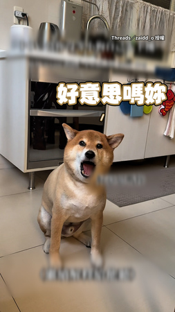 【妳沒等我！】柴柴發現主人先下樓沒等　牠氣炸上前理論