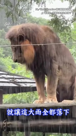 【哥淋的不是雨，是寂寞】壽山動物園公獅「小辛」站高處淋雨半小時　園方澄清：牠沒失戀