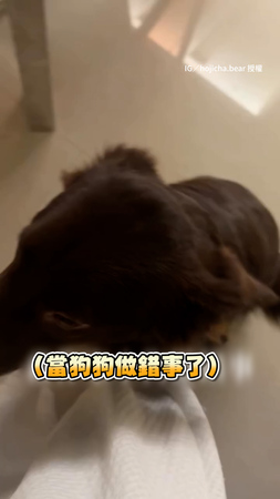 【原諒偶嘛！】狗狗做錯事變身小海豹　無辜眼神超萌撒嬌求原諒