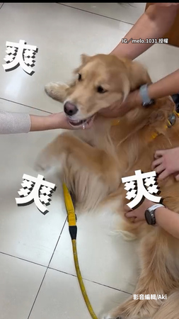 【這就是上班嗎】阿金被媽帶去上班 結果被同事圍繞好開心