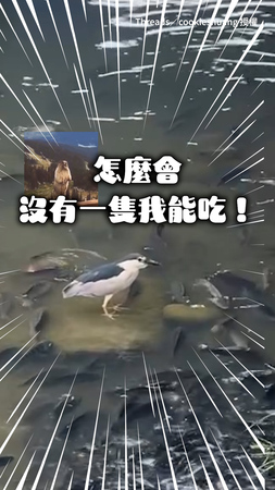 【心有魚而力不足】夜鷺被「海鮮自助餐」包圍卻吃不下　眼神死超崩潰