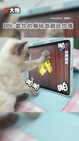 【平板：我容易嗎？】小貓玩忍者切水果遊戲　百烈喵掌狂抓螢幕