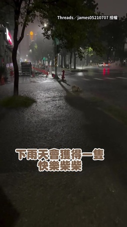 【人柴2濕】柴犬在大雨中快樂甩水！奴才無奈怒吼：好了啦