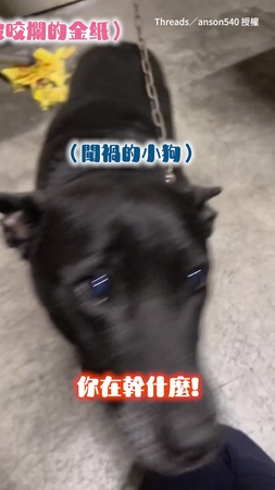 【這眼神該原諒嗎？】歐告咬爛普渡金紙！全程忙裝可憐求放過