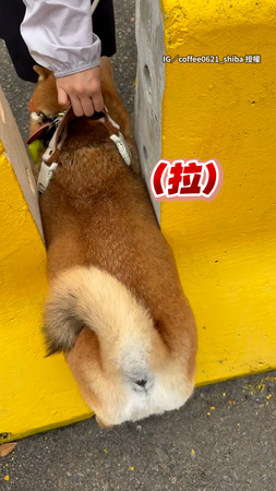 【我才沒有過不去】柴柴過窄縫卡住　堅持要過只是背帶卡到啦XD