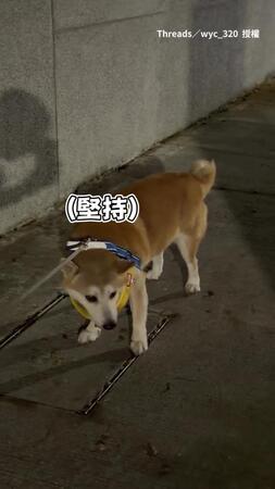 【我柴不走～】柴犬散步1個小時還不甘願回家XD