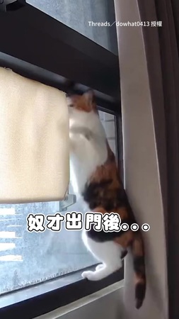 【小貓日光浴時間到】自己打開吊床躺好　還會喬角度曬太陽超會享受