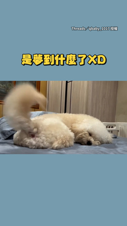 【夢到什麼了】狗狗熟睡狂搖尾巴 完全沒醒媽也第一次見