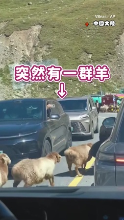 【這條線不能踩】羊群過馬路集體跳過黃線　一隻接一隻超有默契XD