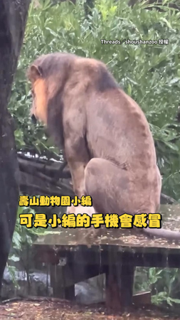 【獅魂落魄】壽山動物園獅子小辛又在淋雨 小編無奈跟拍：手機會感冒