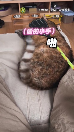 【在拍發酵麵團？】貓咪陪看電視邊享受奴才愛的小手拍屁屁