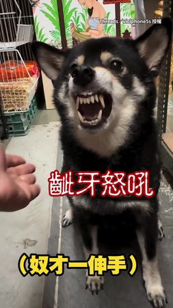 【我不明白】黑柴見奴才伸手齜牙怒吼　下秒翻肚討摸？？